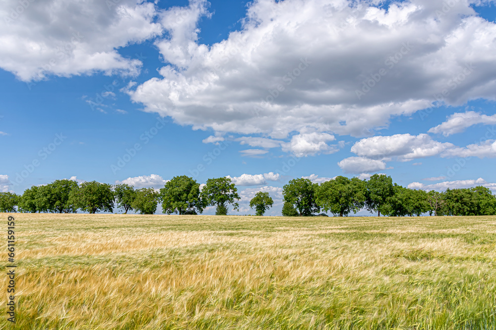 Obraz premium Field of wheat and tree on the horizon