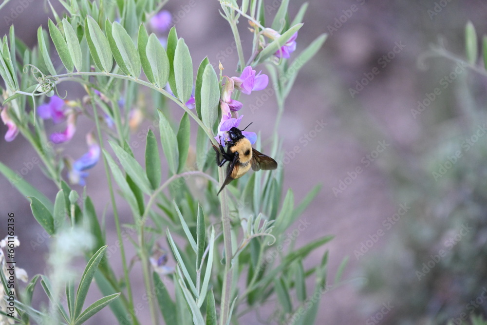 Bombus Nevadensis (Bumblebee) on purple flower in Tahoe national Forest. Bombus Nevadensis (Bumblebee) on purple flower in Tahoe national Forest.