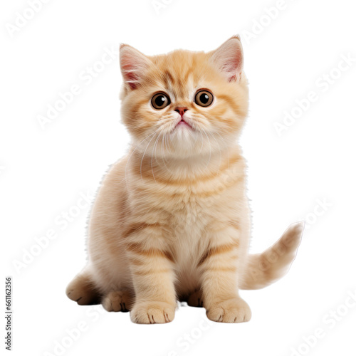 Front view close up of Exotic Shorthair kitten isolated on a white transparent background