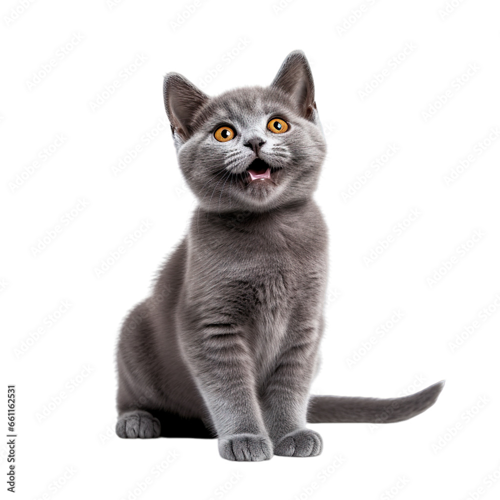 Front view close up of Chartreux kitten isolated on a white transparent background