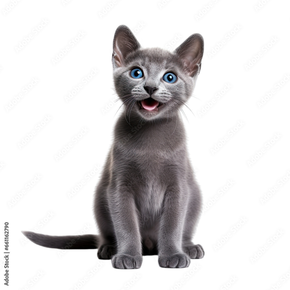 Front view close up of Russian Blue kitten isolated on a white transparent background