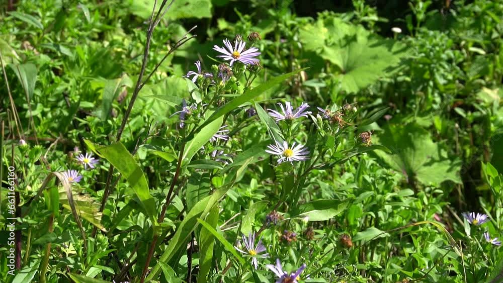Wildflowers gently swaying in the wind on a sunny summer day. A serene natural landscape. Wildflowers gently swaying in the wind on a sunny summer day. A serene natural landscape.