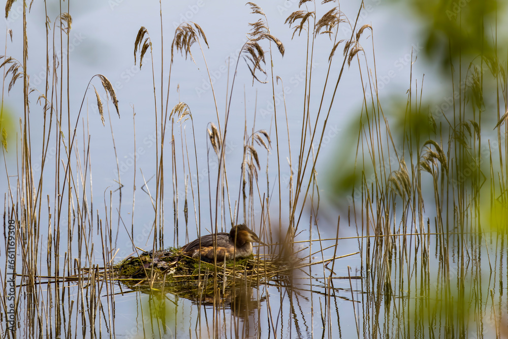 nesting Grebe nesting Grebe