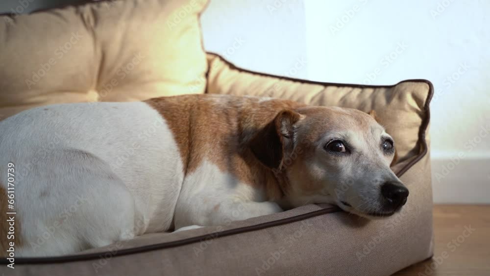Adorable senior dog falling asleep. Lying on comfortable beige dog pet sofa bed. Video footage. Elderly dog closing big beautiful eyes with gray eyelashes Adorable senior dog falling asleep. Lying on comfortable beige dog pet sofa bed. Video footage. Elderly dog closing big beautiful eyes with gray eyelashes