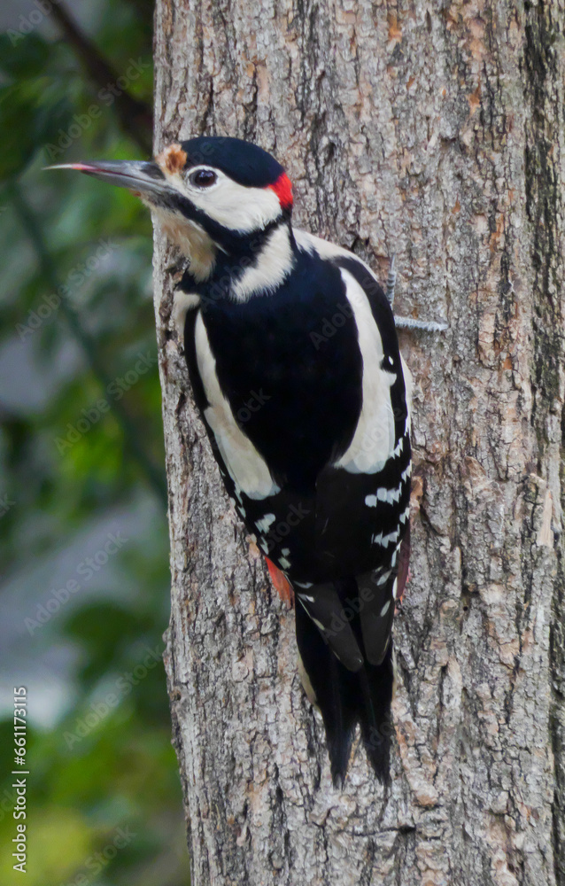 Dendrocopos major