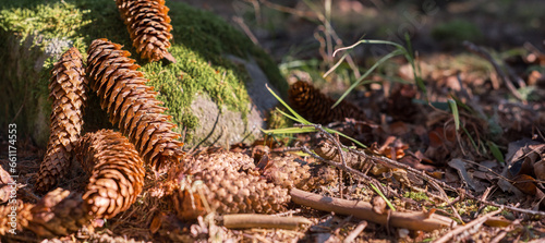 Fir cones in forest floor, close-up of autumn forest banner with copy space. Invitations for relaxation and recuperation and mental health, psychoanalysis and therapy in nature, forest bathing idea