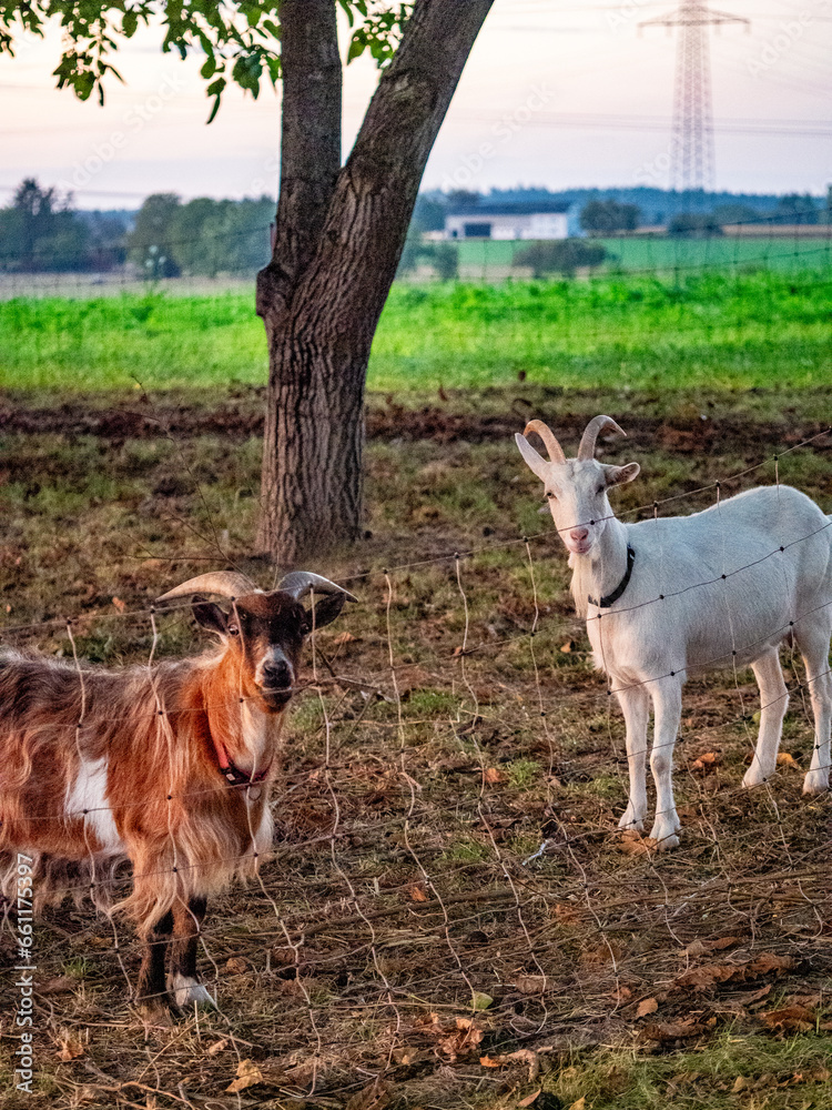 Obraz premium Ziegen im Stall