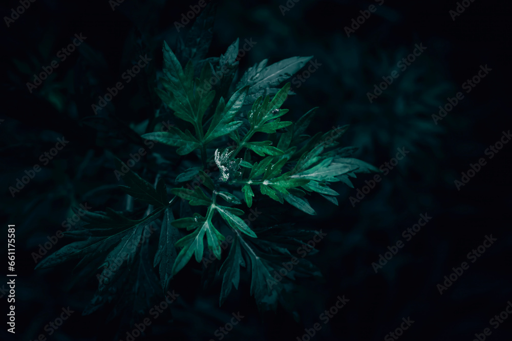 A close up of wild dark green Mugwort leaves