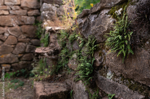 Asplenium trichomanes - Maidenhair spleenwort - Capillaire des murailles