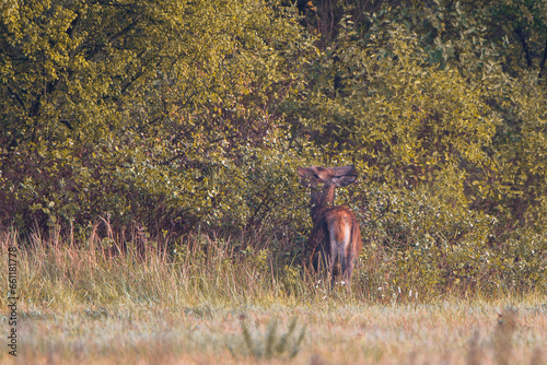 Deer on a green field.