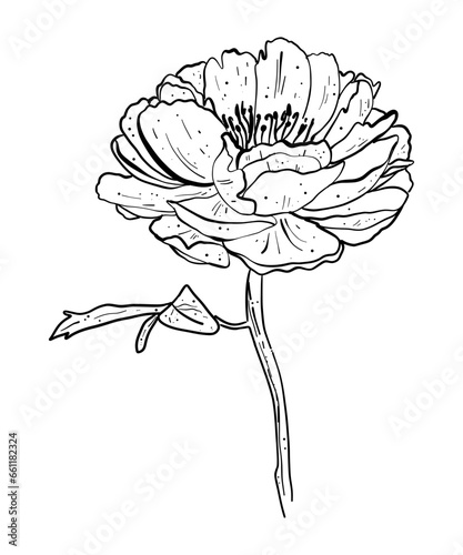 Vector peony flower isolated on white background. Element for design. Hand-drawn contour lines and strokes.