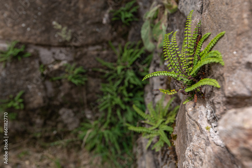 Asplenium trichomanes - Maidenhair spleenwort - Capillaire des murailles