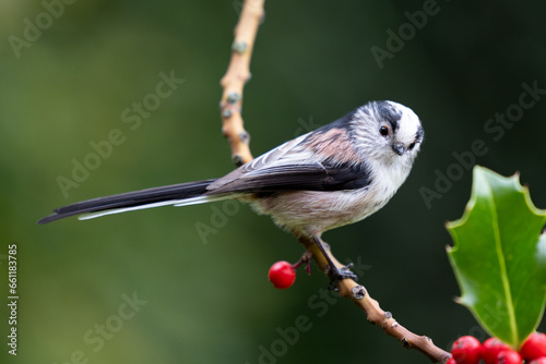 Long Tailed Tit (Aegithalos caudatus) perched in the branch of a holly tree - Yorkshire, UK in Autumn