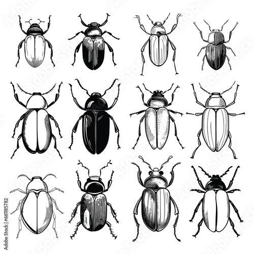 Hand Drawn Sketch Beetles Illustration Set © MstNasrinAktar