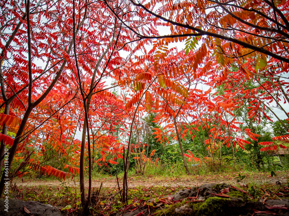 Naklejka premium Herbstlich gefärbte Blätter eines Götterbaums