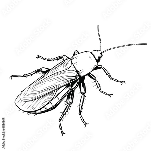 Hand Drawn Sketch Cockroach Insect Illustration