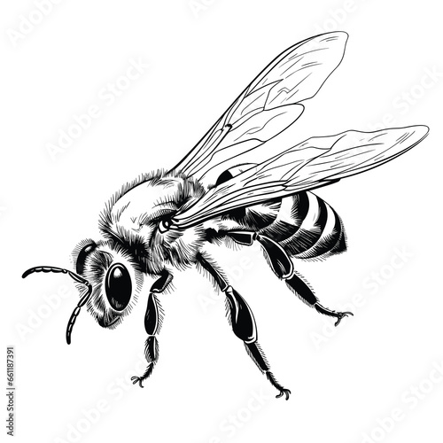 Hand Drawn Sketch Honeybee Illustration

