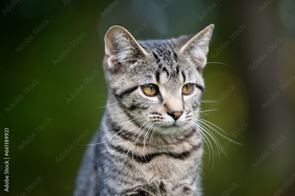 Fototapeta premium Portrait of cute tabby kitten