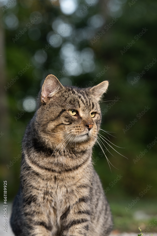 Old male tabby cat