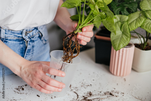 Foto Female hands repotting green syngonium houseplant