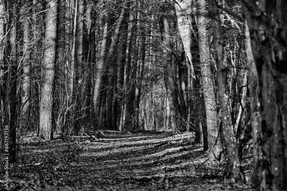 Naklejka premium ground road through an empty forest