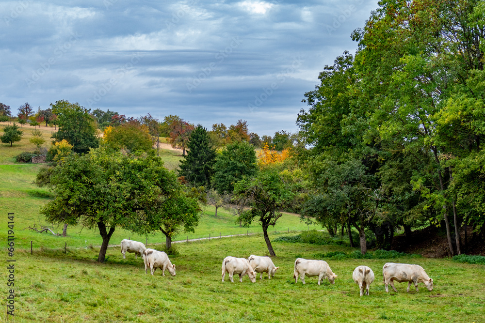 Obraz premium Kühe grasen auf einer Weide