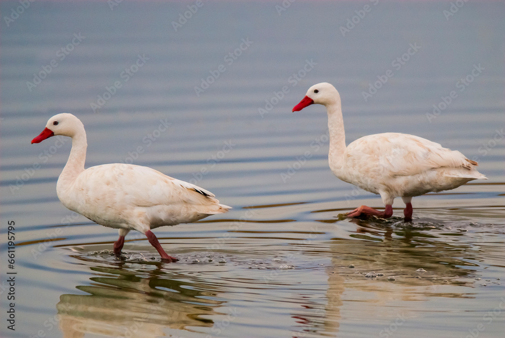 Fototapeta premium Coscoroba swan swimming in a lagoon , La Pampa Province, Patagonia, Argentina.