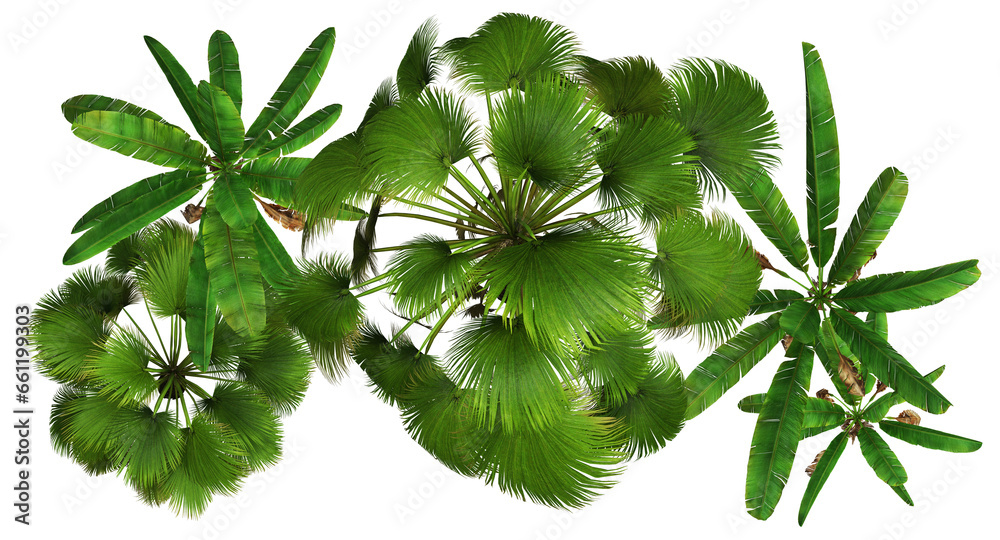 Aerial overhead view of 3D tropical forest trees and foliage PNG illustration 1 - obrazy, fototapety, plakaty 