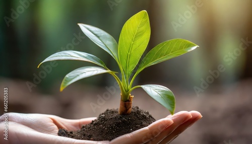 Close up of a handpalm with leaves growing photo