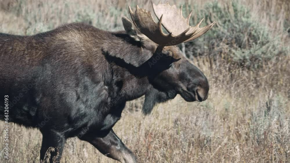 Close up view of a Wyoming Bull Moose as it moves through the brush. Close up view of a Wyoming Bull Moose as it moves through the brush.