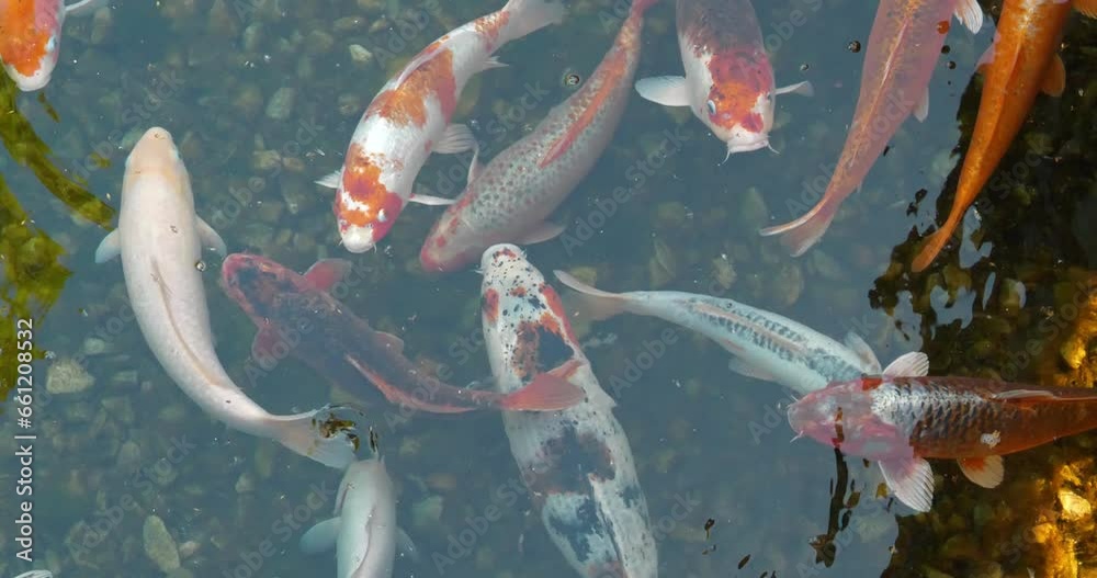 Group of colorful fancy carps and Koi fishes swims at pond. Koi, fancy carps fish swims in water. Cinema 4K 60fps video