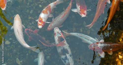 Group of colorful fancy carps and Koi fishes swims at pond. Koi, fancy carps fish swims in water. Cinema 4K 60fps video photo