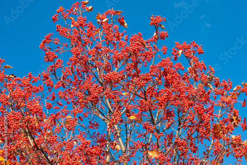 branch of rowan-tree with berries on blue sky background