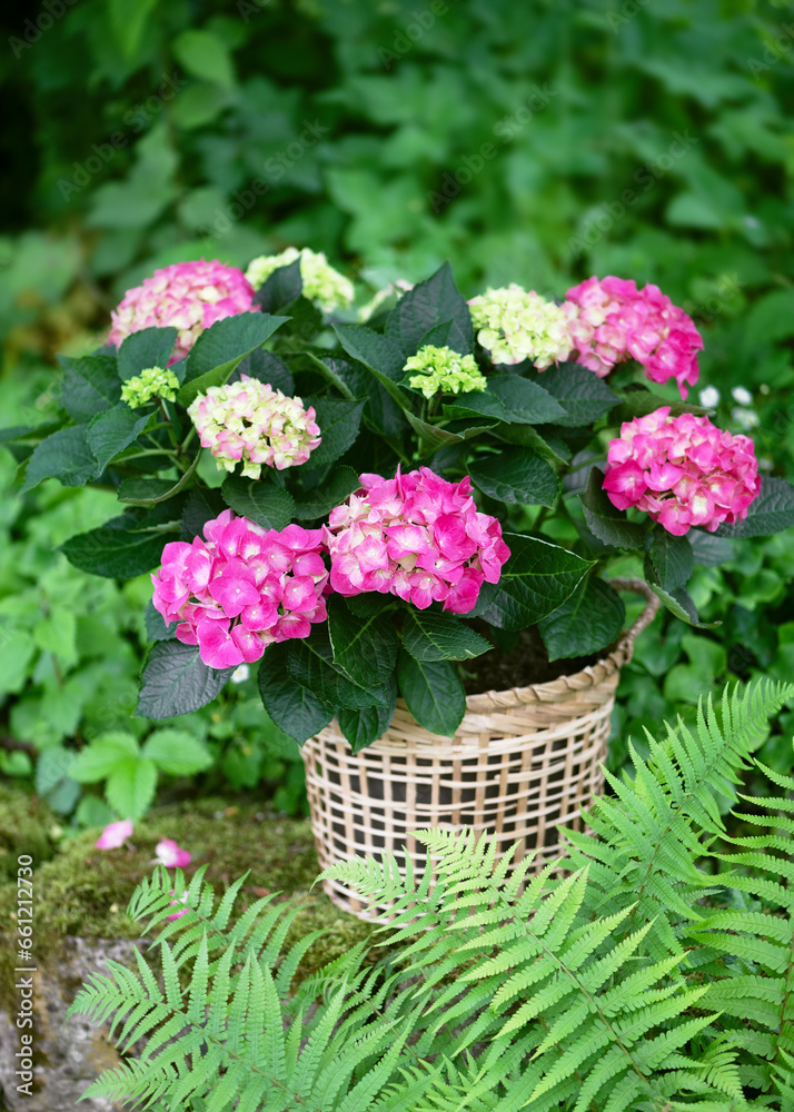 Still life with blooming pink, green hydrangea flower in a wicker basket in the cottage garden. Floristic concept (Hydrangea macrophylla)