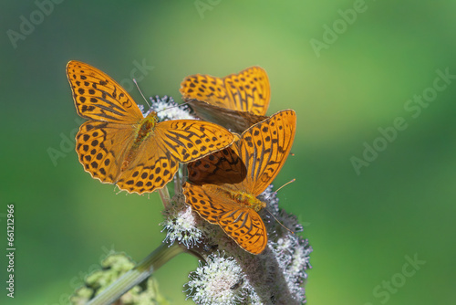 Silver-washed fritillary (Argynnis paphia) photo