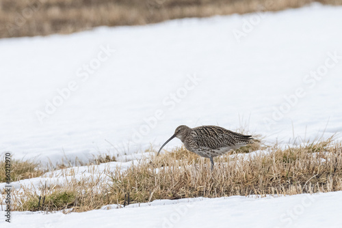 The Eurasian curlew (Numenius arquata) photo