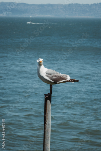 seagull on the pier © ben