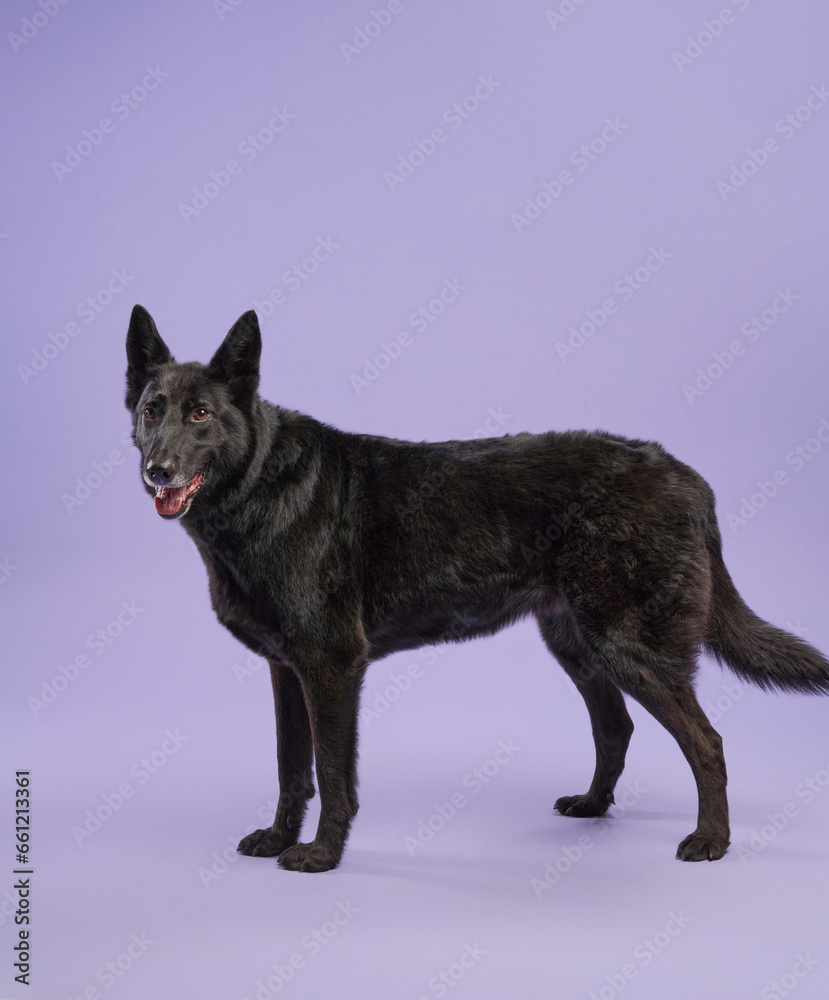 Portrait of a beautiful black dog lilac background. Mix of breeds. Happy Pet in the studio