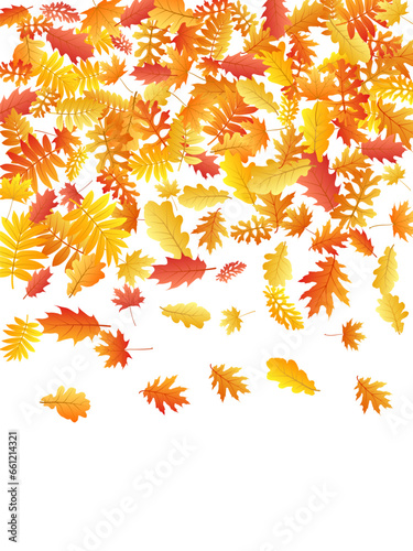 Wallpaper Mural Oak, maple, wild ash rowan leaves vector, autumn foliage on white background. Torontodigital.ca