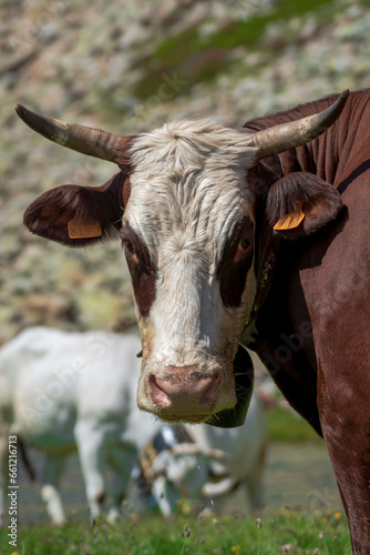 "Piemontese" race is a bovine perfect both for milk and meat production. To assure the best life and quality in the production, every june the cows are brought to graze high on the Mountains. 