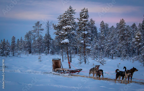 A dogsled tour in Kiruna, December, Sweden