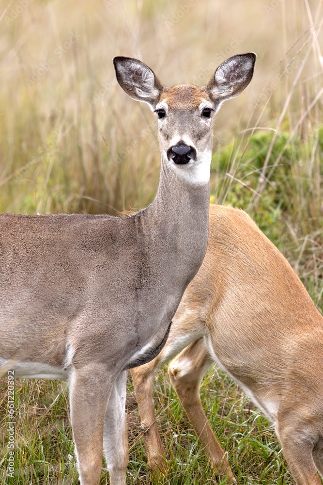 Close up of deer looking at camera. Close up of deer looking at camera.