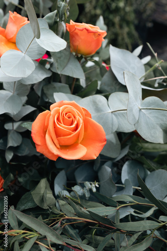 Background of colorful flowers in close-up in the botanical garden of the city of Bogotá photo