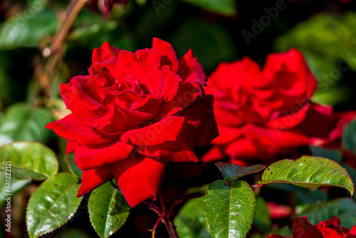 symbol of romance the rose