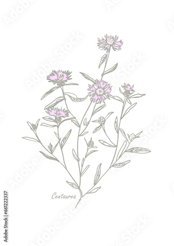 Knapweed with petals and leaves in pastel colors on white background. Centaurea. Wild herbs for posters, covers and packaging. Sketch style. Hand drawn vector illustration