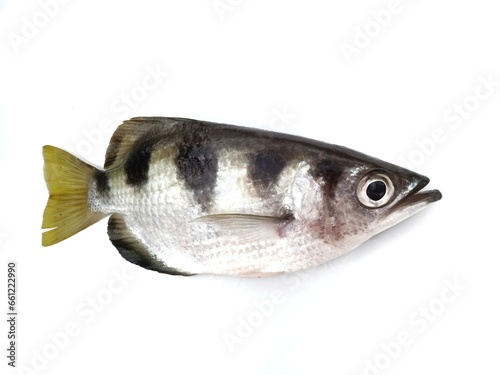 Archer fish on white background