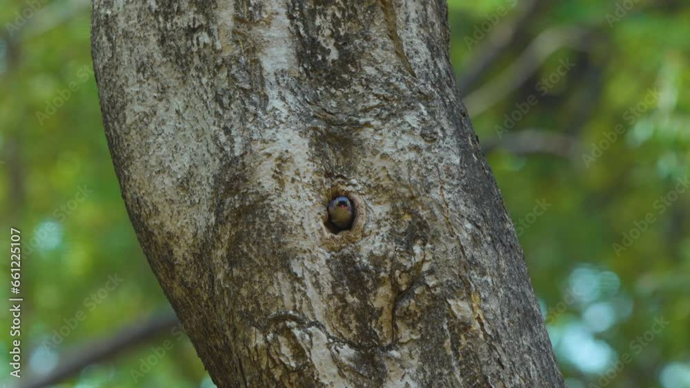 A velvet-fronted nuthatch, sitta frontalis, inside a tree hole nest A velvet-fronted nuthatch, sitta frontalis, inside a tree hole nest