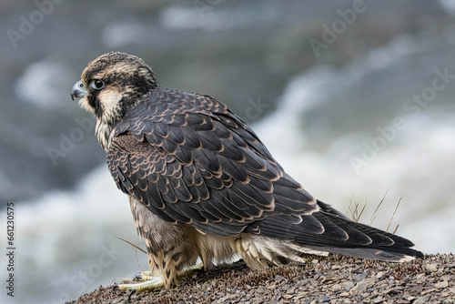 Immature female Peregrine Falcon perched on a cliff.