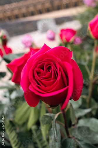 Background of colorful flowers in close-up in the botanical garden of the city of Bogot  