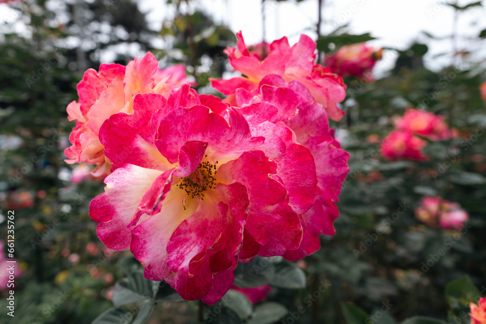 Background of colorful flowers in close-up in the botanical garden of the city of Bogotá Background of colorful flowers in close-up in the botanical garden of the city of Bogotá